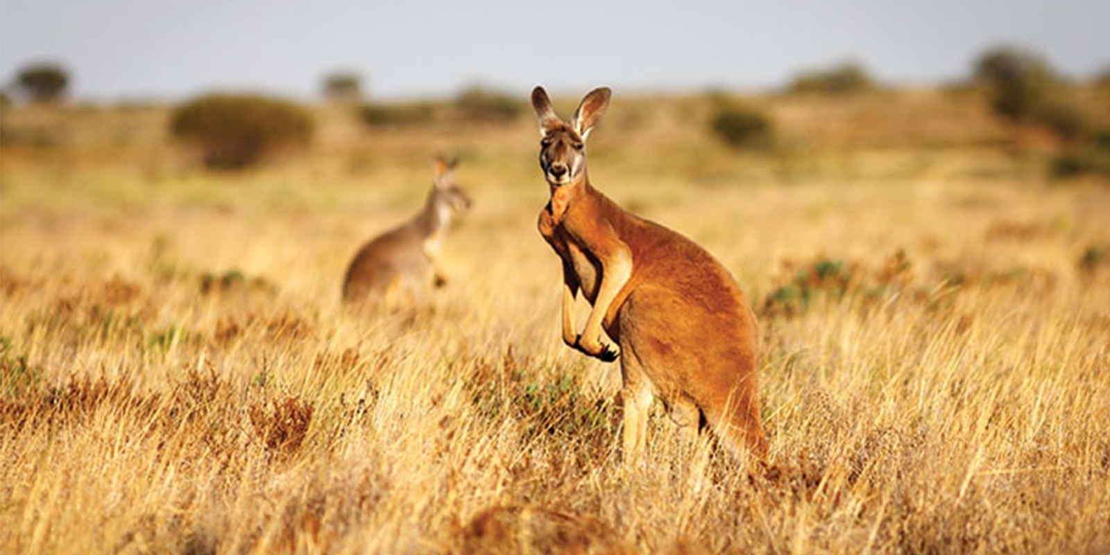 Australia.png